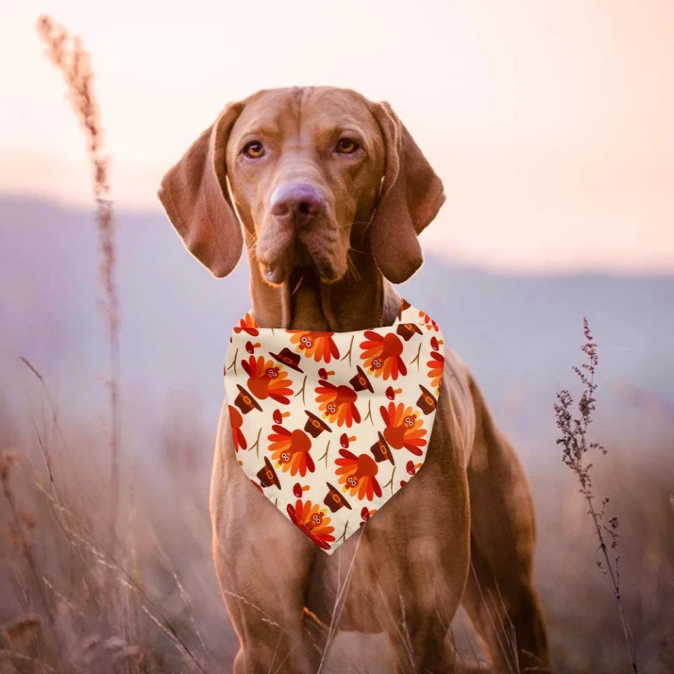 NEW PRODUCT Halloween style bibs for pets-1